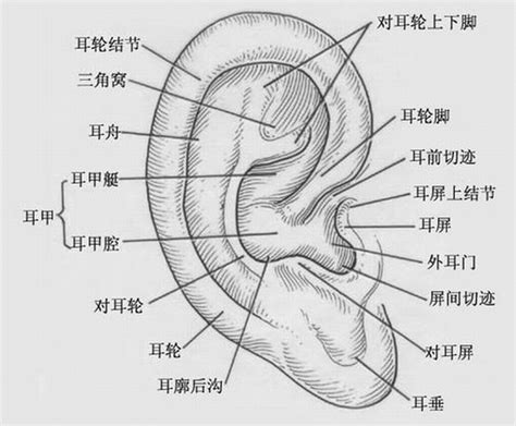 耳廓有洞